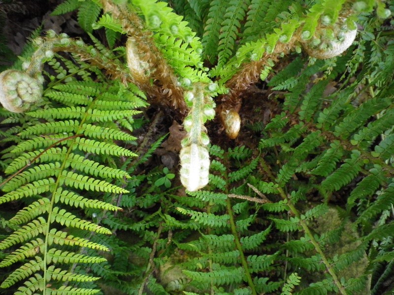 Polystichum sp.